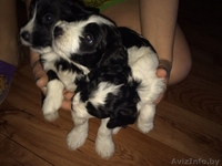 Щенки Кокер спаниель - Изображение #1, Объявление #1556917