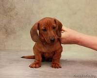 Щенки миниатюрной (карликовой) таксы - Изображение #1, Объявление #1572982