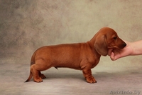 Щенки миниатюрной (карликовой) таксы - Изображение #2, Объявление #1572982