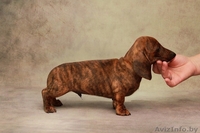 Щенки миниатюрной (карликовой) таксы - Изображение #4, Объявление #1572982