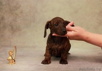 Щенки миниатюрной (карликовой) таксы - Изображение #5, Объявление #1572982