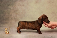 Щенки миниатюрной (карликовой) таксы - Изображение #6, Объявление #1572982