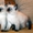 Шикарные сиамские котята 2 мес.  - Изображение #1, Объявление #819791
