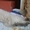 Персидские котята дымчатого окраса - Изображение #2, Объявление #919154