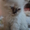 Персидские котята дымчатого окраса - Изображение #1, Объявление #919154