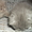 плюшевые медвежата шотландская вислоухая - Изображение #1, Объявление #1036182