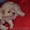 Очаровательные щенки померанского шпица - Изображение #1, Объявление #1124733
