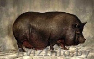  вьетнамские вислобрюхие свинки