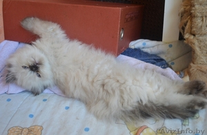 Персидские котята дымчатого окраса - Изображение #2, Объявление #919154