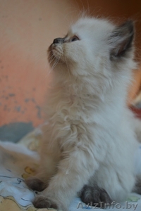 Персидские котята дымчатого окраса - Изображение #3, Объявление #919154