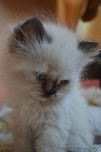 Персидские котята дымчатого окраса - Изображение #1, Объявление #919154