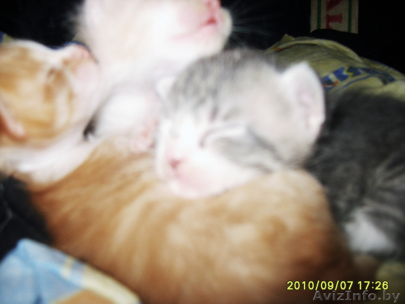 Ы обьявление тыц тыц тыц тыц тыц тыц - Изображение #5, Объявление #81968