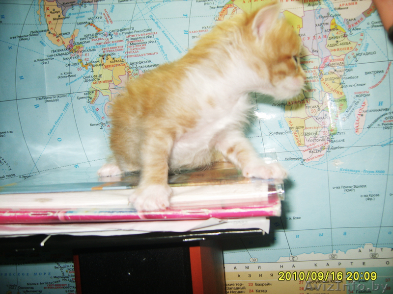 Ы обьявление тыц тыц тыц тыц тыц тыц - Изображение #2, Объявление #81968