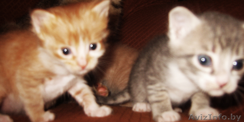 Ы обьявление тыц тыц тыц тыц тыц тыц - Изображение #3, Объявление #81968