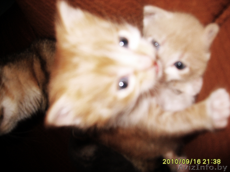 Ы обьявление тыц тыц тыц тыц тыц тыц - Изображение #4, Объявление #81968