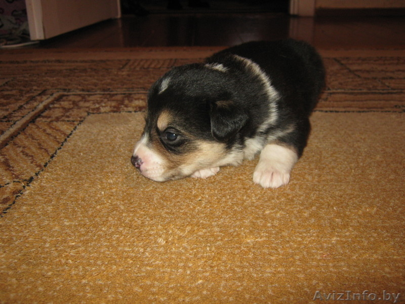 Отдам щенков в добрые руки - Изображение #1, Объявление #479108