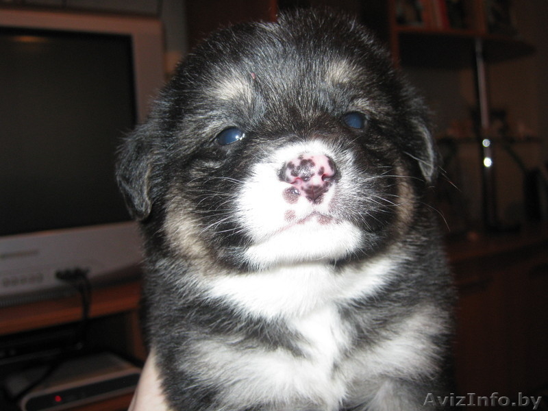 Отдам щенков в добрые руки - Изображение #2, Объявление #479108