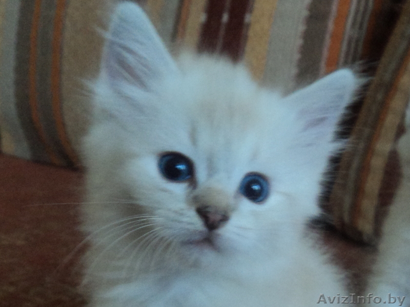 Отдам котят (пушистых)  хорошим хозяевам  - Изображение #2, Объявление #676335