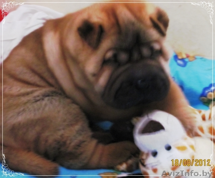 Щенки породы шарпей - Изображение #1, Объявление #745203