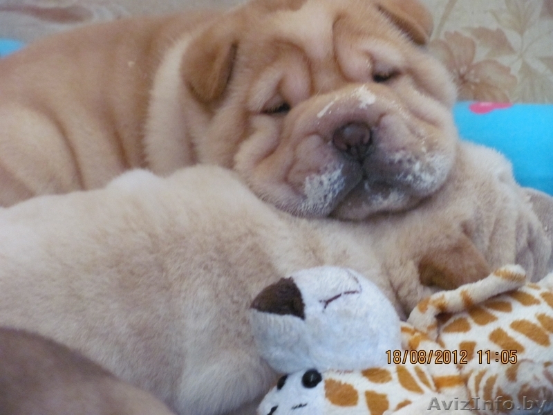 Щенки породы шарпей - Изображение #3, Объявление #745203