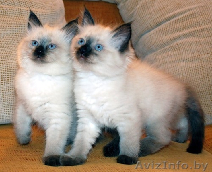 Шикарные сиамские котята 2 мес.  - Изображение #1, Объявление #819791