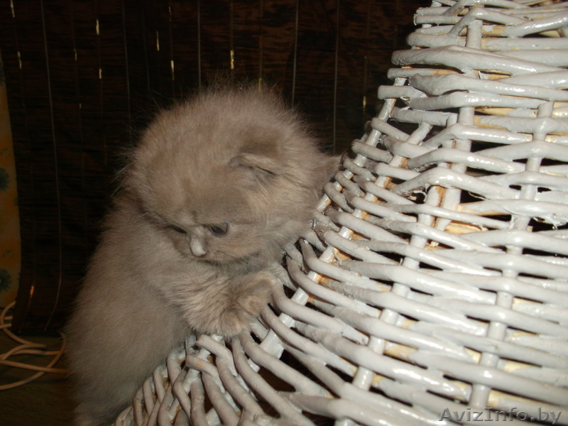 плюшевые медвежата шотландская вислоухая - Изображение #2, Объявление #1036182