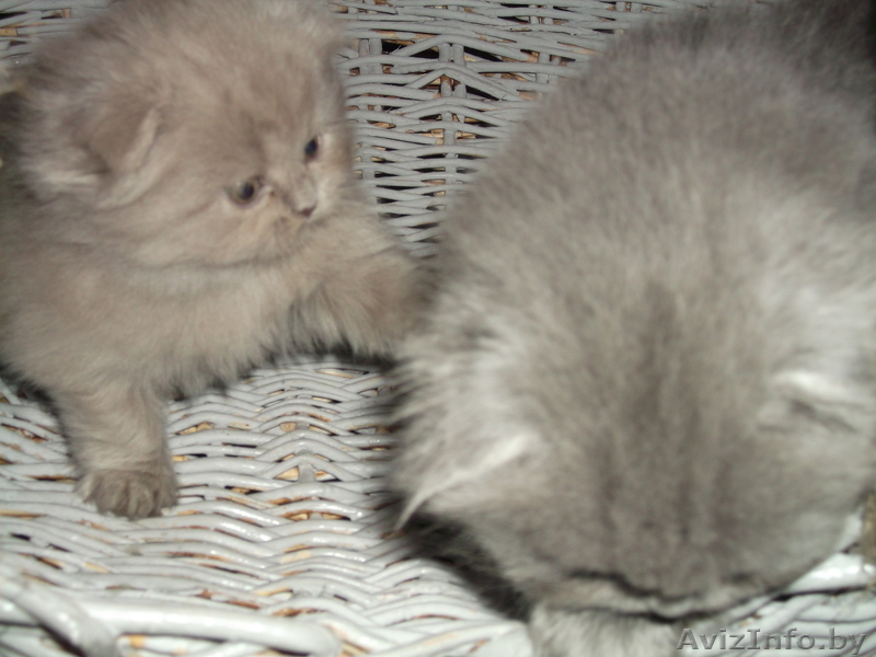 плюшевые медвежата шотландская вислоухая - Изображение #1, Объявление #1036182