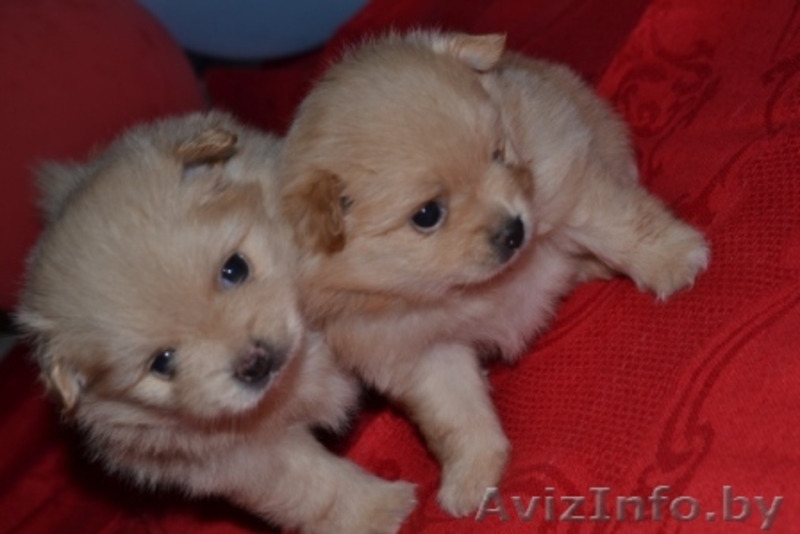 Очаровательные щенки померанского шпица - Изображение #1, Объявление #1124733