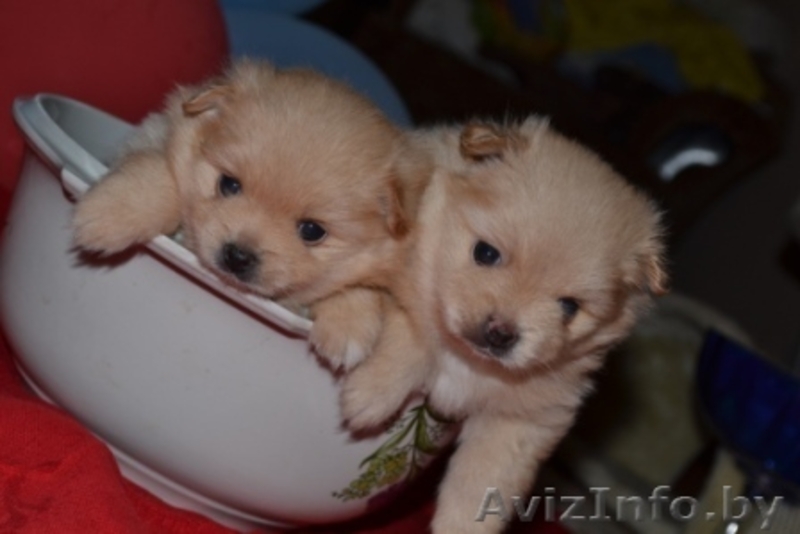 Очаровательные щенки померанского шпица - Изображение #2, Объявление #1124733