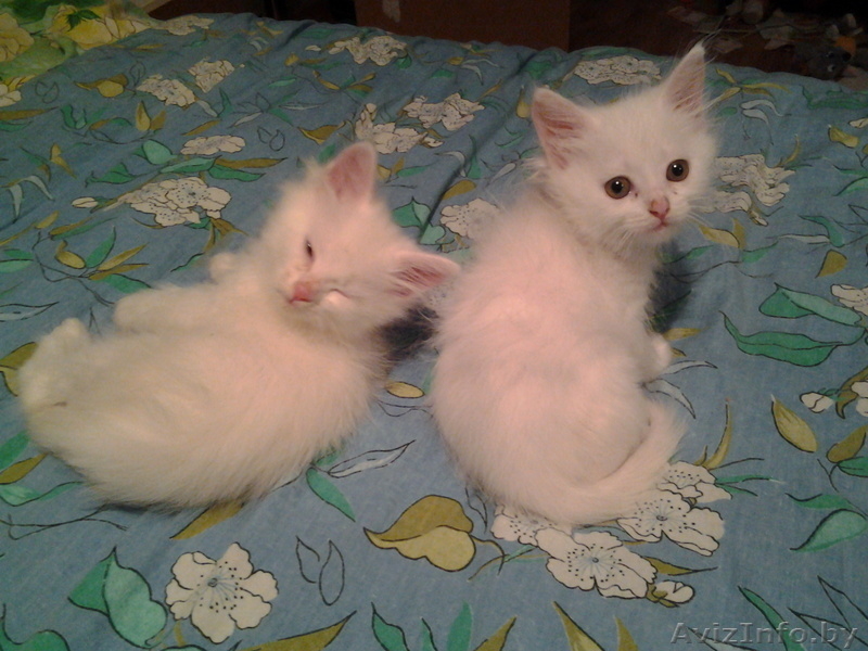 Котенок ищет "маму") - Изображение #2, Объявление #1162260