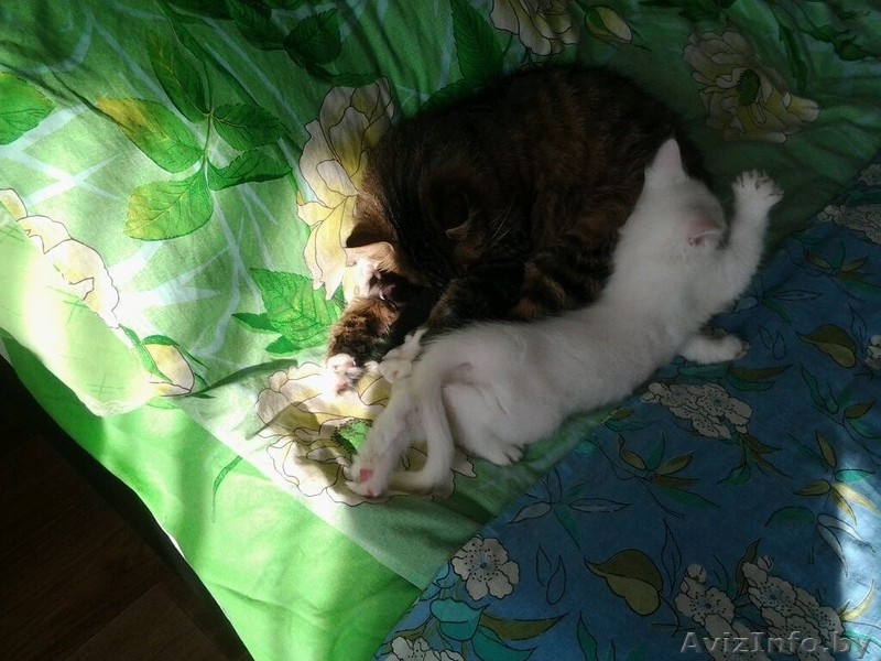 Котенок ищет "маму") - Изображение #1, Объявление #1162260