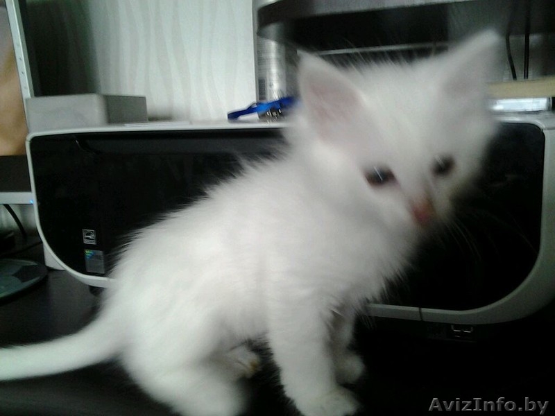 Котенок ищет "маму") - Изображение #3, Объявление #1162260