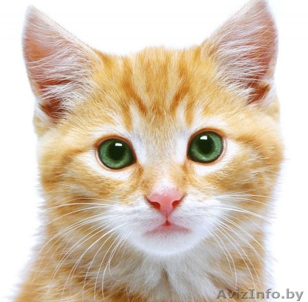 Подарю рыжую красотку - Изображение #3, Объявление #1155993