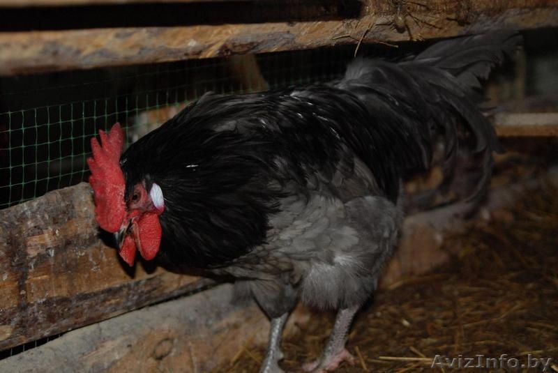 Петухи Андалузский голубой и Маран - Изображение #1, Объявление #1219807