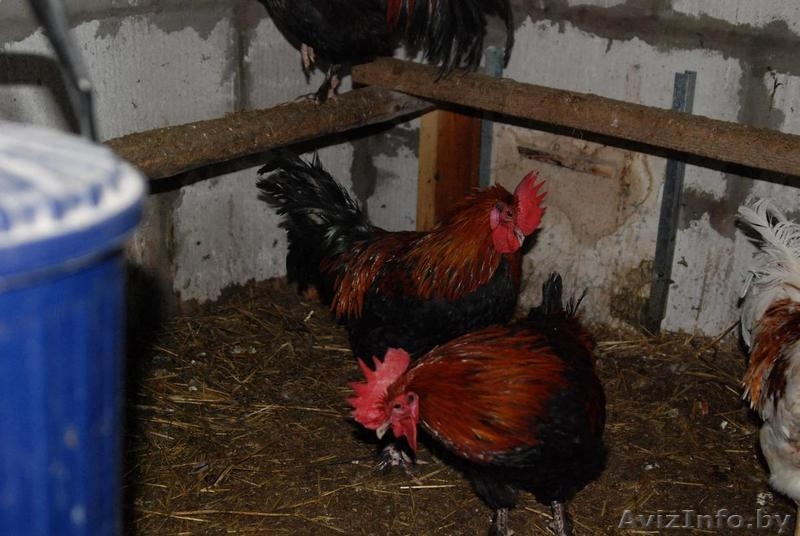 Петухи Андалузский голубой и Маран - Изображение #3, Объявление #1219807