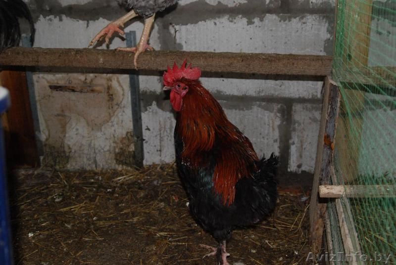 Петухи Андалузский голубой и Маран - Изображение #5, Объявление #1219807