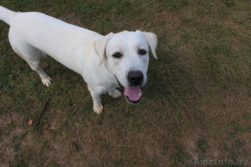 Вязка лабрадора - Изображение #1, Объявление #1271852