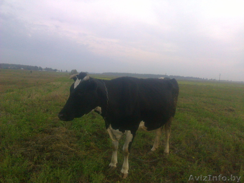 Продам 2 коровы 3тий ател. - Изображение #1, Объявление #1318901