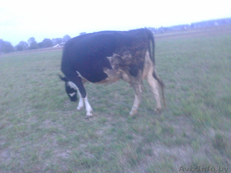 Продам 2 коровы 3тий ател. - Изображение #2, Объявление #1318901