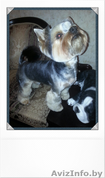 СТРИЖКА СОБАК-ЖЛОБИН.+375447538491 - Изображение #3, Объявление #676306