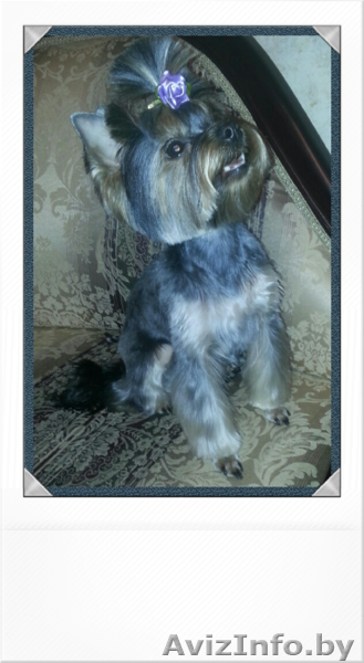 СТРИЖКА СОБАК-ЖЛОБИН.+375447538491 - Изображение #1, Объявление #676306