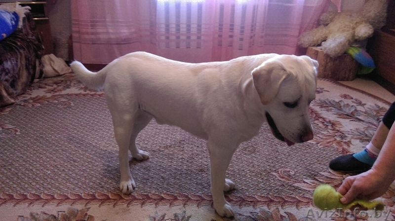 Ищем для вязки девочку лабрадора!!! - Изображение #3, Объявление #1345458