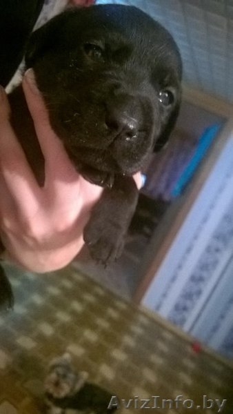Лабрадор щенки продам - Изображение #2, Объявление #1347516