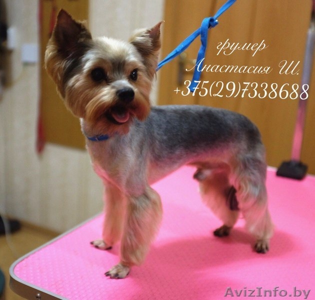 Стрижка собак и кошек (груминг)  - Изображение #3, Объявление #1400335