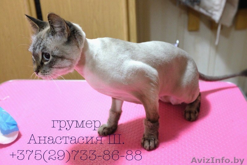 Стрижка собак и кошек (груминг)  - Изображение #6, Объявление #1400335