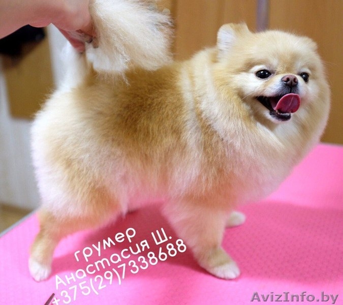 Стрижка собак и кошек (груминг)  - Изображение #4, Объявление #1400335