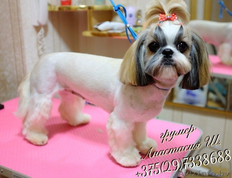 Стрижка собак и кошек (груминг)  - Изображение #2, Объявление #1400335