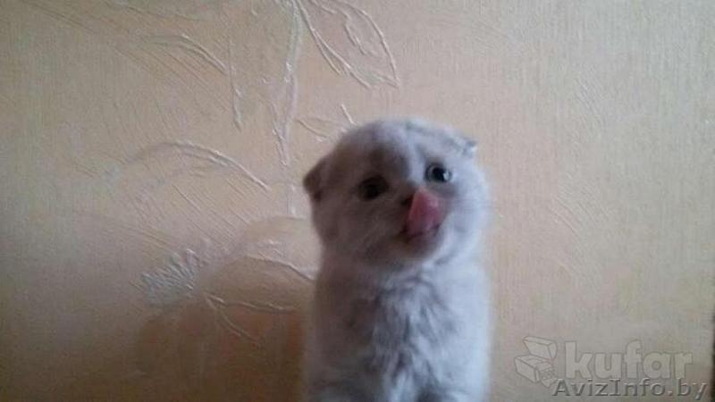 Милые, плюшевые Шотландские котята - Изображение #1, Объявление #1429926