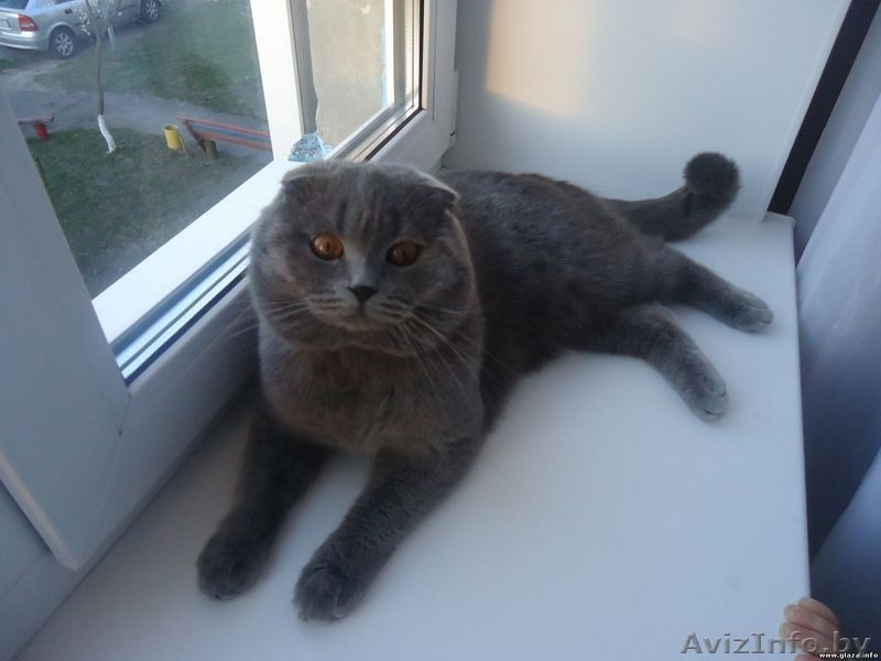 Милые, плюшевые Шотландские котята - Изображение #3, Объявление #1429926