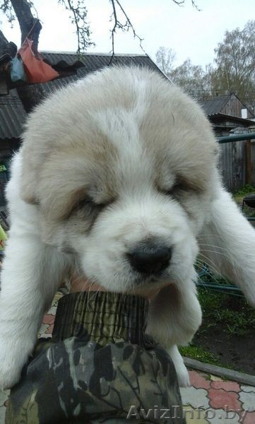 Щенки среднеазиатской овчарки(Алабай) - Изображение #2, Объявление #1428718